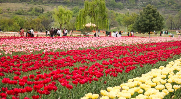 kashmir_delight-3.jpg