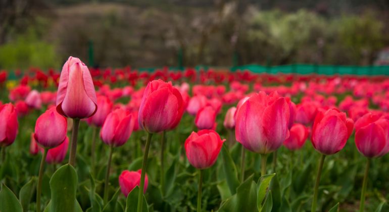 kashmir_odyssey-4.jpg