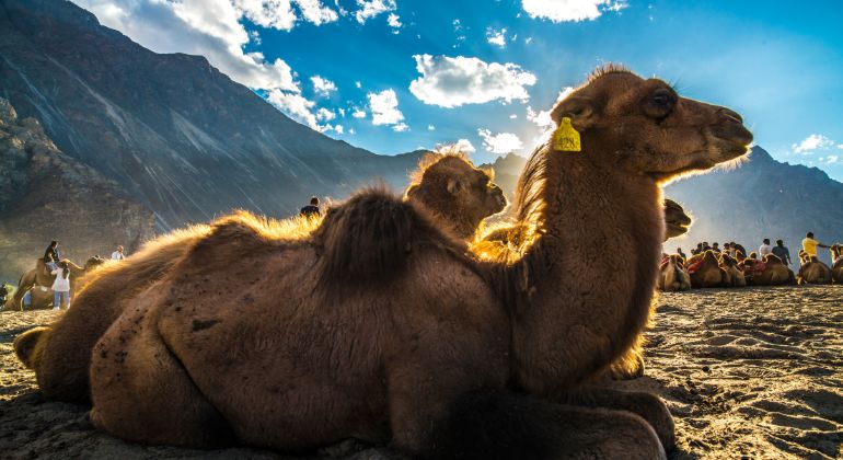 Leh_Nubra_Valley_Escape-2