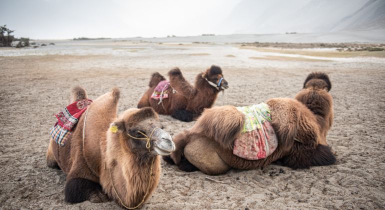 Mystic_Leh_Nubra_Discovery-2