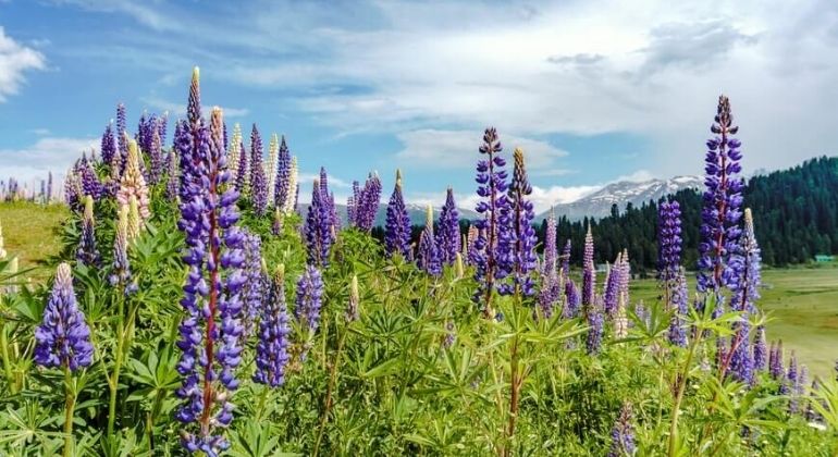 gulmarg_4