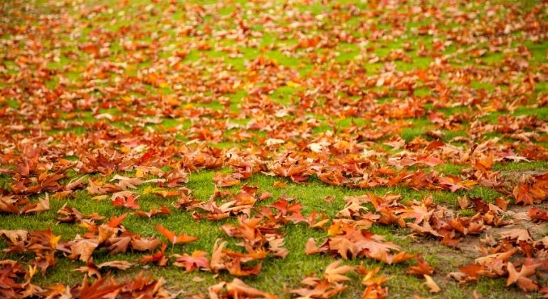 shalimar_garden_4