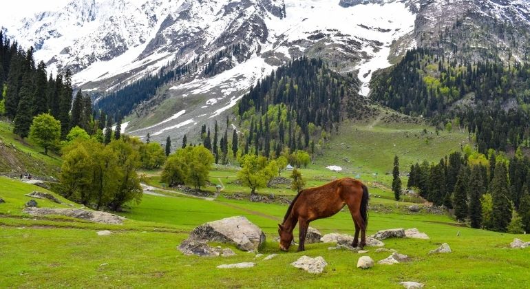 sonmarg_3