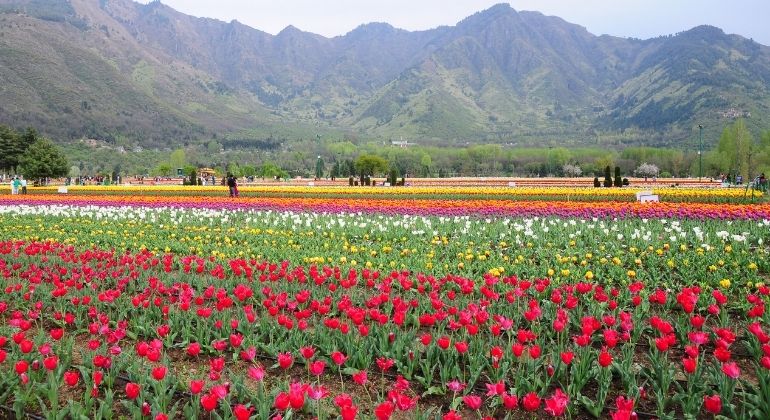 tulip_garden_2