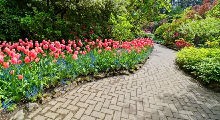 tulip_garden_3