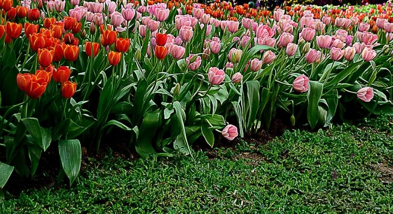 tulip_garden_4
