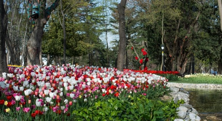 tulip_garden_5