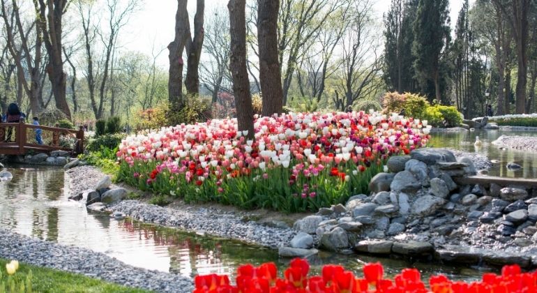 tulip_garden_6