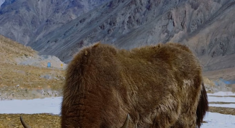 leh3